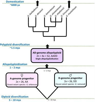 Cotton fiber as a model for understanding shifts in cell development under domestication